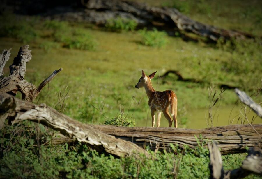 Kathmandu/Pokhara: Wildlife, Culture and Jungle Safari Tour - Who will enjoy this Chitwan trip most?
