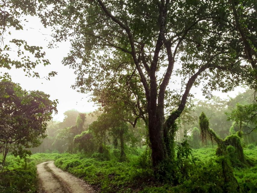 Kathmandu/Pokhara: Wildlife, Culture and Jungle Safari Tour - Reaching Sauraha from Kathmandu or Pokhara