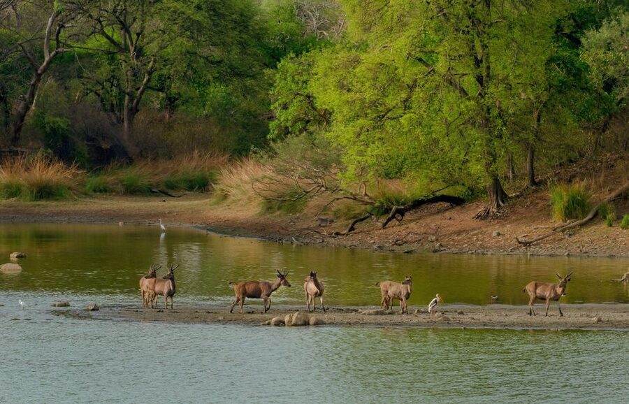 Kathmandu/Pokhara: Wildlife, Culture and Jungle Safari Tour - A Jeep safari through Chitwan National Park