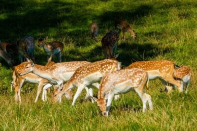 Kathmandu/Pokhara: Wildlife, Culture and Jungle Safari Tour