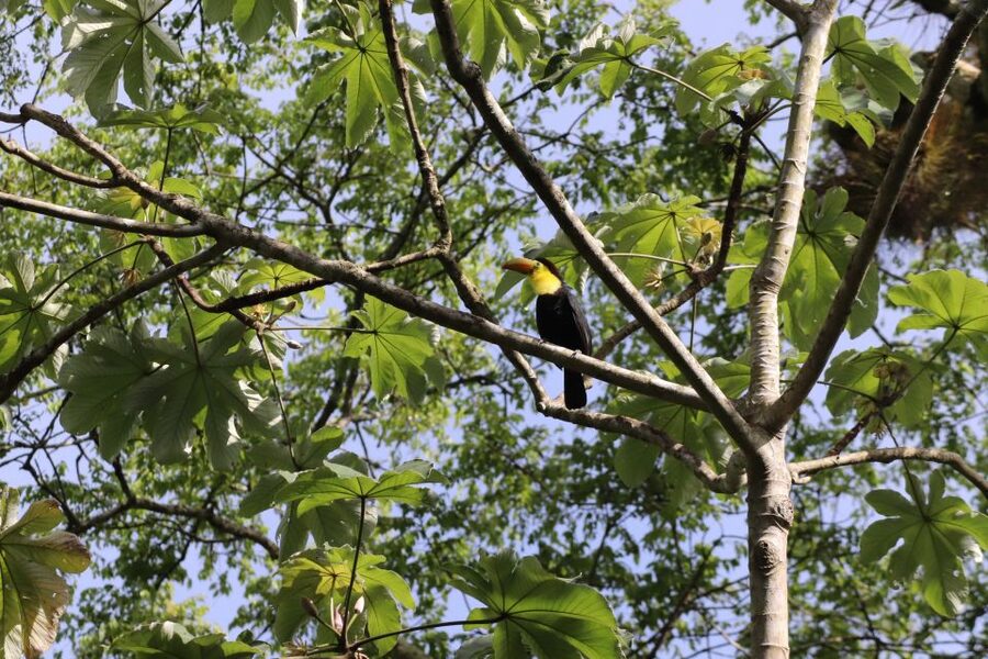 Kathmandu/Pokhara: Wildlife, Culture and Jungle Safari Tour - Choosing between a Jeep and an elephant ride