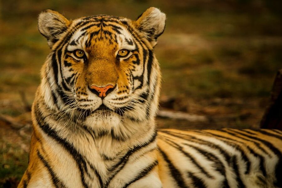 Kathmandu/Pokhara: Wildlife, Culture and Jungle Safari Tour - Meeting the Tharu community in the village