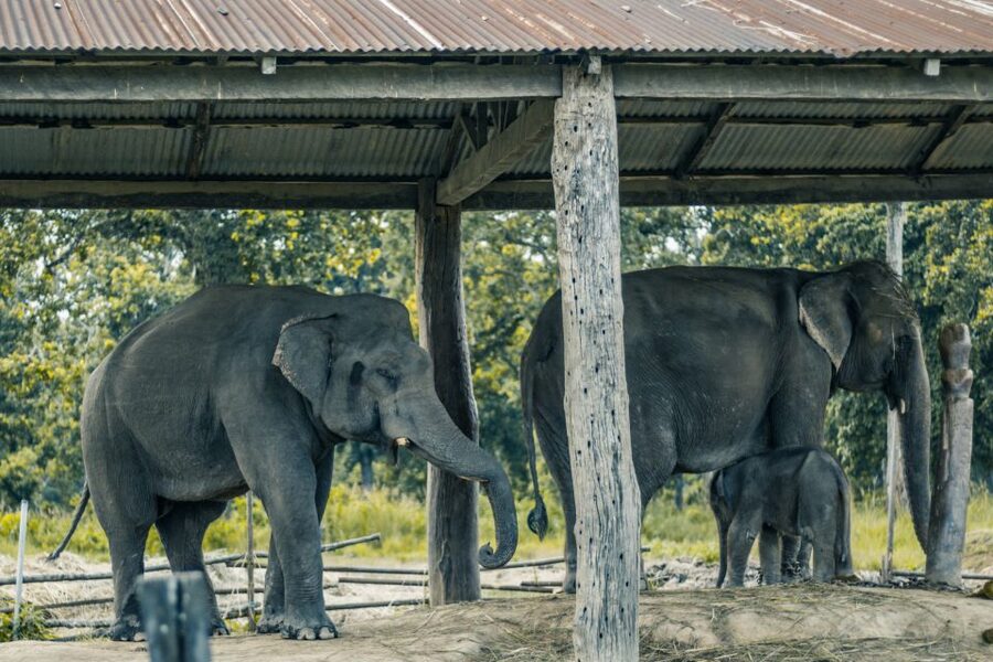 Kathmandu/Pokhara: Wildlife, Culture and Jungle Safari Tour - Accommodation, meals, and what the $120 includes