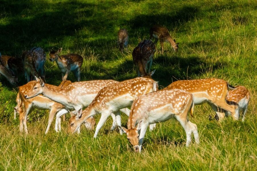 Kathmandu/Pokhara: Wildlife, Culture and Jungle Safari Tour - First evening in Sauraha: Tharu food and dance