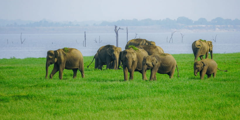 Kaudulla National Park Half Day Sri Lanka Jeep Safari - The best photo moments come from patience
