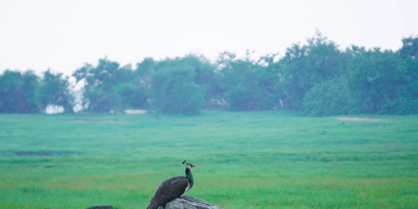Kaudulla National Park Half Day Sri Lanka Jeep Safari - How the guides shape the safari