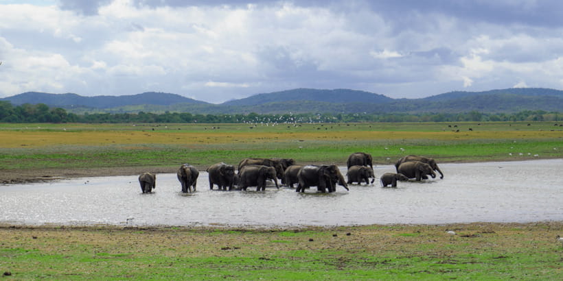 Kaudulla National Park Half Day Sri Lanka Jeep Safari - The price looks low until you add the park fee