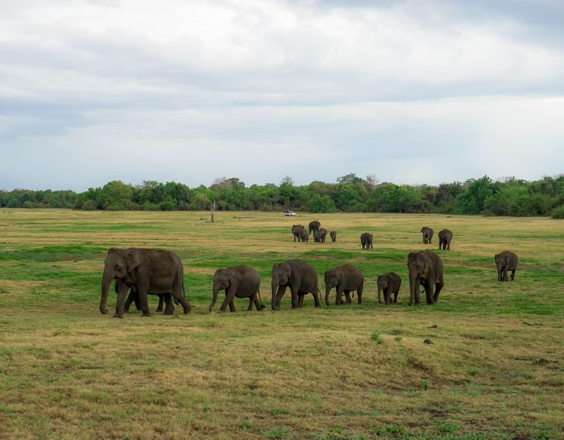 Kaudulla National Park Half Day Sri Lanka Jeep Safari - Park changes are possible, and you should understand why