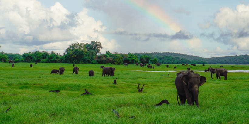 Kaudulla National Park Half Day Sri Lanka Jeep Safari - Who will get the most from this safari