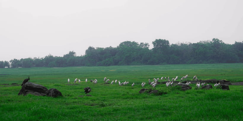 Kaudulla National Park Half Day Sri Lanka Jeep Safari - Should you book the Kaudulla half-day safari?