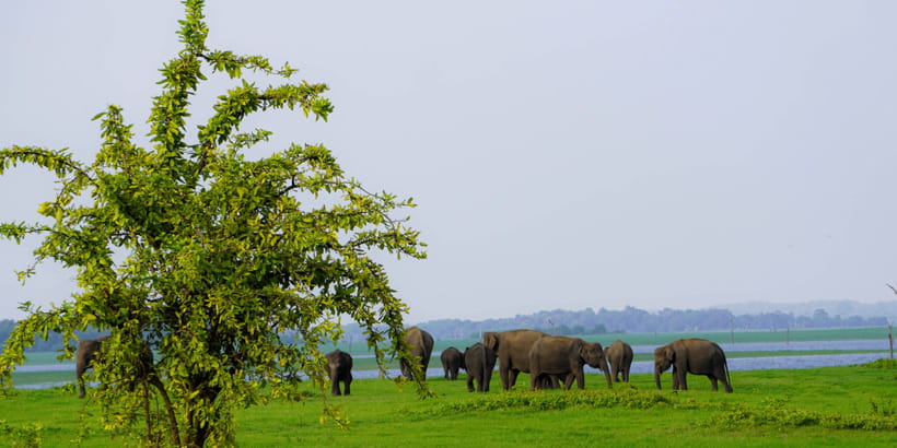 Kaudulla National Park Half Day Sri Lanka Jeep Safari - Three hours among elephants, birds, and open water