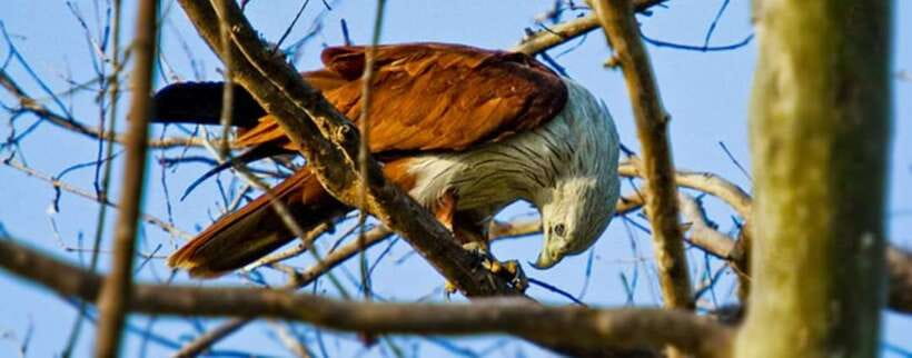 Kaudulla National Park Private Elephant & Wildlife Safari - Key points to know before you book