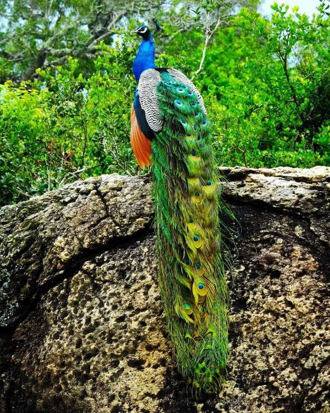 Kaudulla National Park Private Elephant & Wildlife Safari - Guides who shape the experience