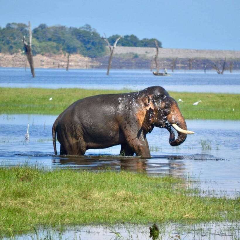 Kaudulla National Park Private Elephant & Wildlife Safari - Photography, heat, and practical comfort