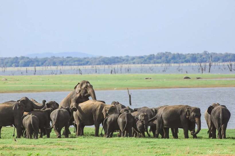 Kaudulla National Park Private Elephant & Wildlife Safari - The best time to choose this safari