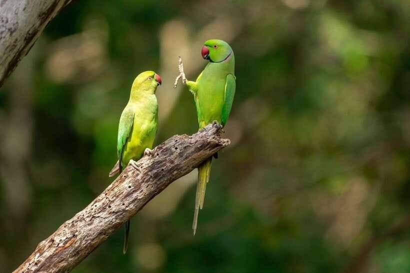 Kaudulla National Park Private Elephant & Wildlife Safari - From hotel pickup to the park gate