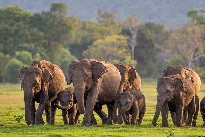 Kaudulla National Park Safari | Jeep with Tickets - Key points to know before you book