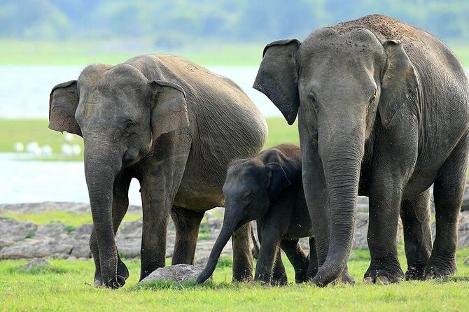 Kaudulla National Park Safari | Jeep with Tickets - Why Kaudulla is a strong elephant choice