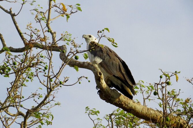 Kaudulla National Park Safari | Jeep with Tickets - The dry-season gathering from July to December