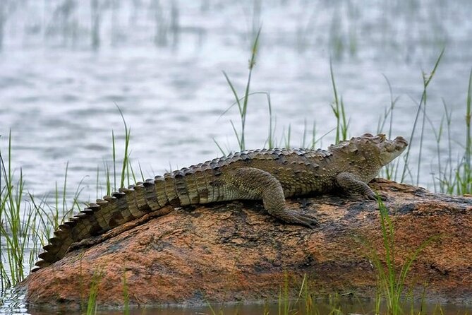 Kaudulla National Park Safari | Jeep with Tickets - Heat, rain, and what to bring