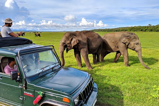 Kaudulla National Park Safari | Jeep with Tickets - What the 2:30 pm safari feels like