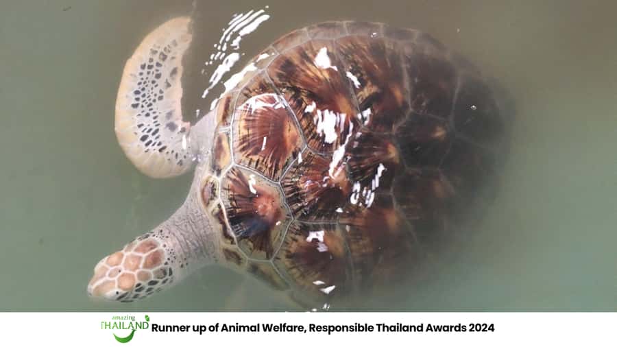 Khao Lak Eco-Safari: Elephants, Tsunami Museum, and Turtles - A thoughtful four-hour look at Khao Lak