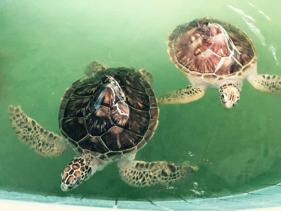 Khao Lak Eco-Safari: Elephants, Tsunami Museum, and Turtles - Should you book it?