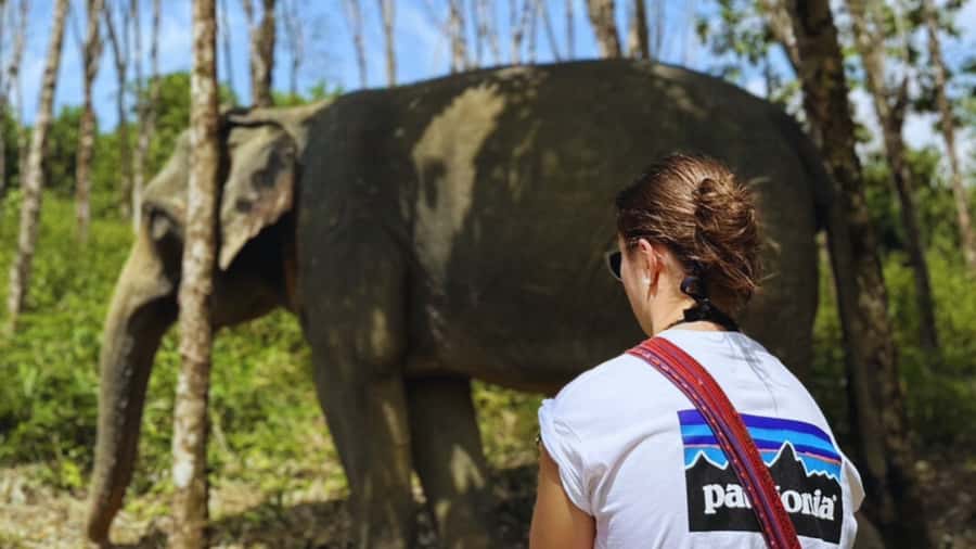 Khao Lak Eco-Safari: Elephants, Tsunami Museum, and Turtles - Seeing turtles at the Royal Thai Navy nursery