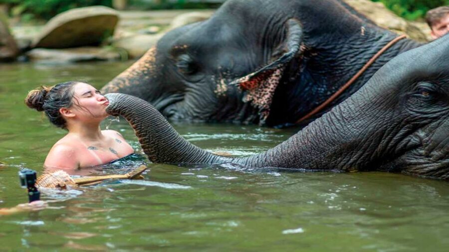 Khao Lak: Elephant Safari with Lunch - A temple visit with a brief Buddhist introduction
