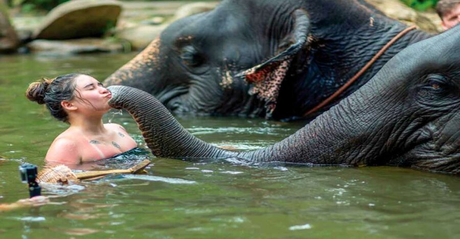 Khao Lak: Elephant Safari with Lunch - The elephant visit: feeding and bathing, not riding