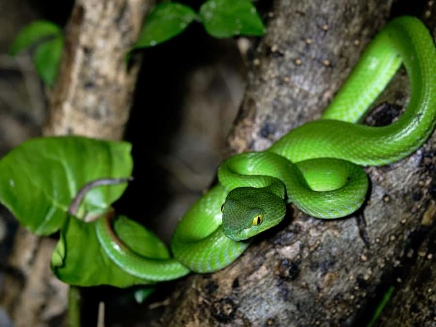Khao Sok: Private Day Trekking, Jungle Dinner & Night Safari - Why the Day-to-Night Format Works