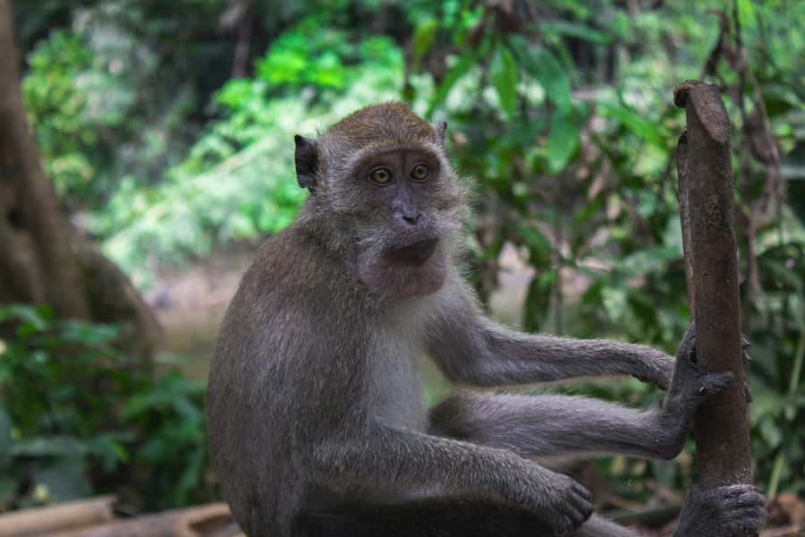 Khao Sok: Private Day Trekking, Jungle Dinner & Night Safari - Bamboo Cooking Beside the River