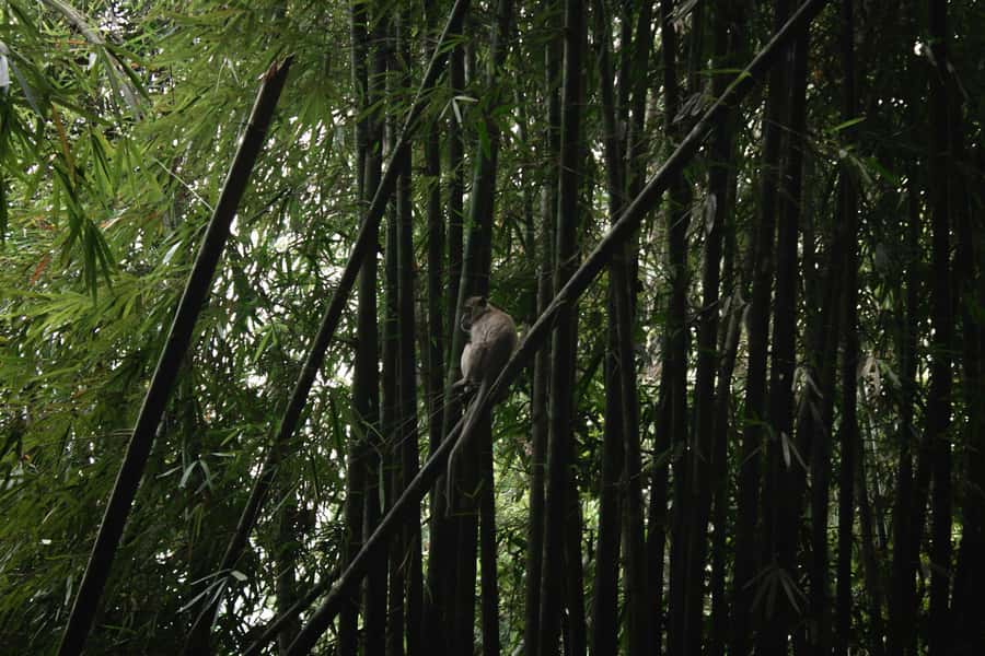 Khao Sok: Private Day Trekking, Jungle Dinner & Night Safari - The Night Safari After Sunset