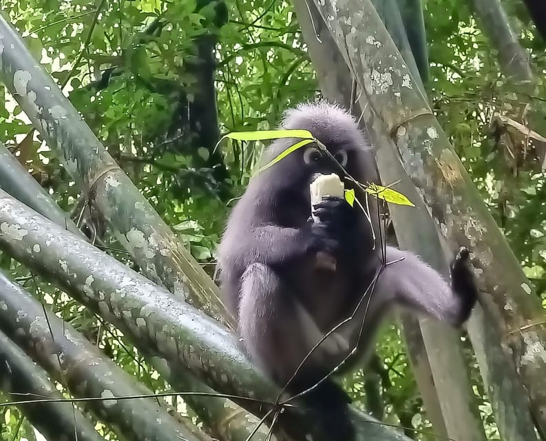 Khao Sok: Private Day Trekking, Jungle Dinner & Night Safari - Guides Make or Break the Walk