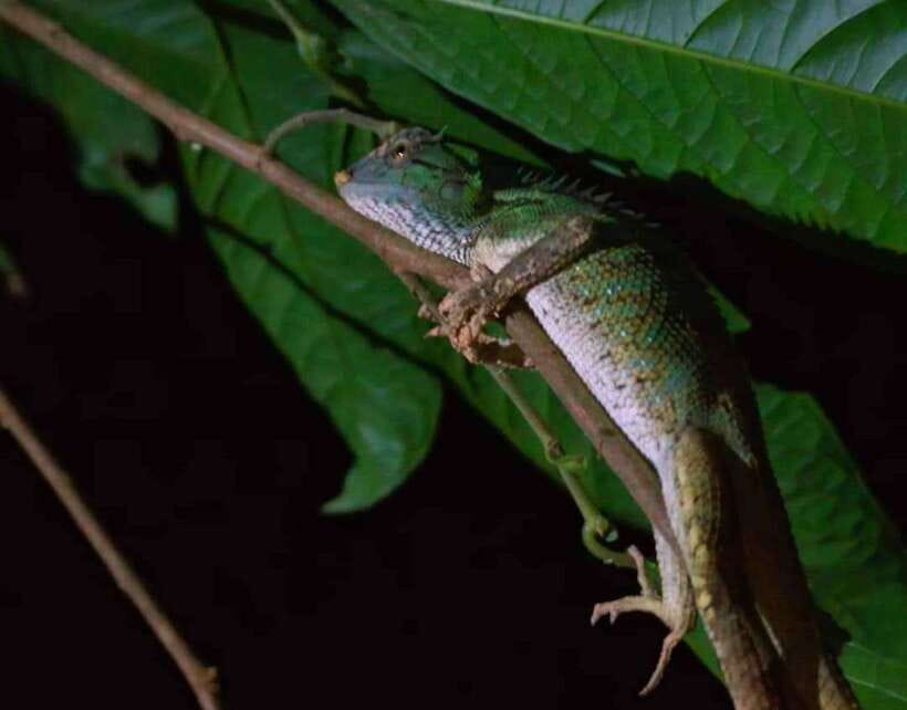 Khao Sok: Private Night Safari Adventure w/ Hotel Transfer - What the Khao Sok night safari is really like