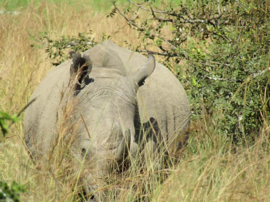 Kigali: Full-Day Akagera Safari + Optional Boat Ride - Why Akagera is worth the long day from Kigali
