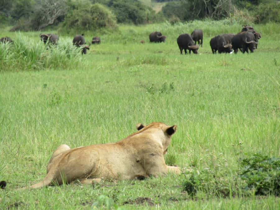 Kigali: Full-Day Akagera Safari + Optional Boat Ride - What the $200 price really covers
