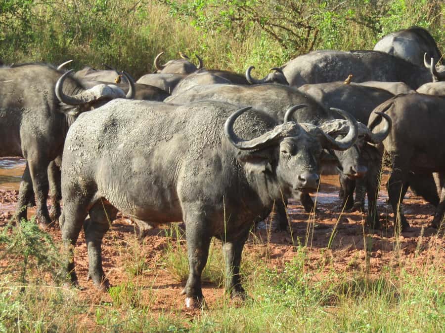 Kigali: Full-Day Akagera Safari + Optional Boat Ride - How the guides shape the experience