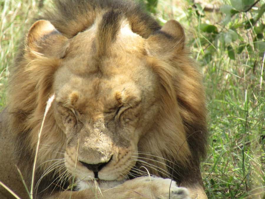 Kigali: Full-Day Akagera Safari + Optional Boat Ride - Who should book this Akagera safari?