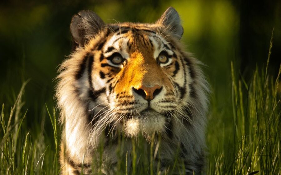 Knowsley: Safari Entry Tickets - Key points to know before you go
