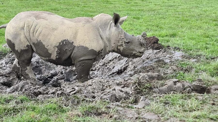 Knowsley: Safari Entry Tickets - A safari where your car becomes the viewing platform