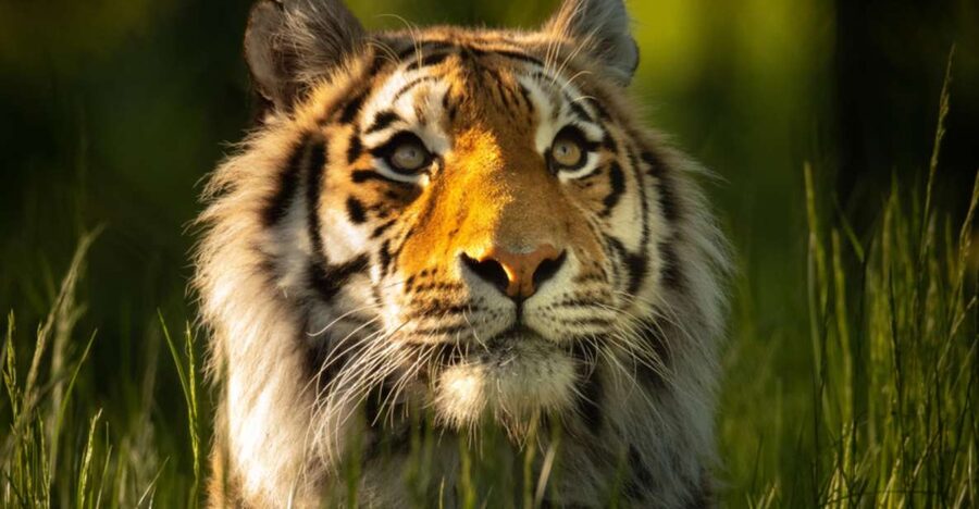 Knowsley: Safari Entry Tickets - The walking safari fills in what the car cannot show