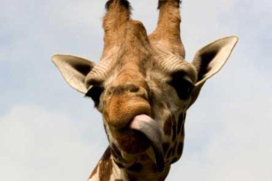 Knowsley: Safari Entry Tickets - Rides and the Baboon Bus cost extra