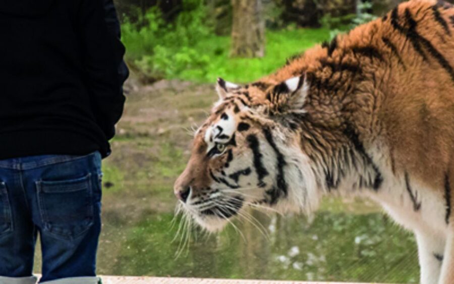 Knowsley: Safari Entry Tickets - Accessibility is more than a box tick
