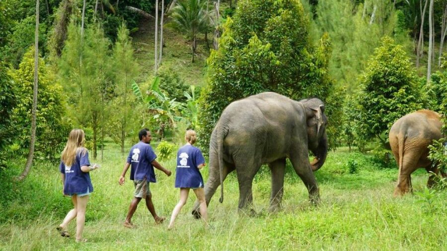 Koh Samui: 4x4 Sightseeing Safari & Elephant Sanctuary Tour - Why the elephants are the heart of the day