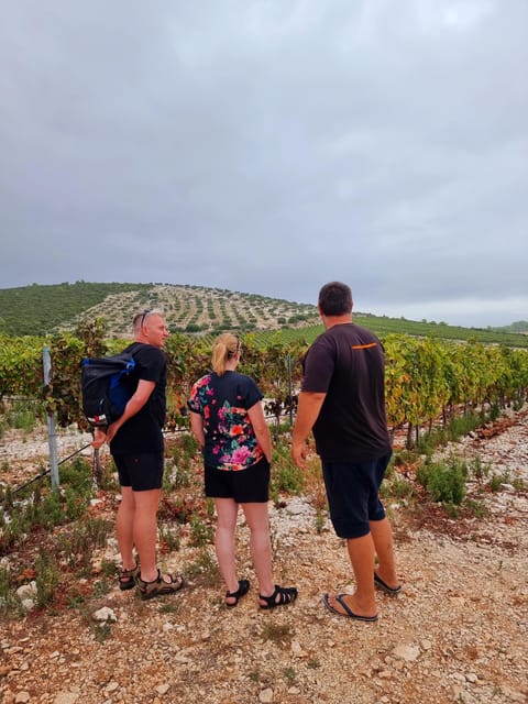 Korcula: Buggy Safari with Local Food and Wine Tasting - Who should book, and who should think twice?