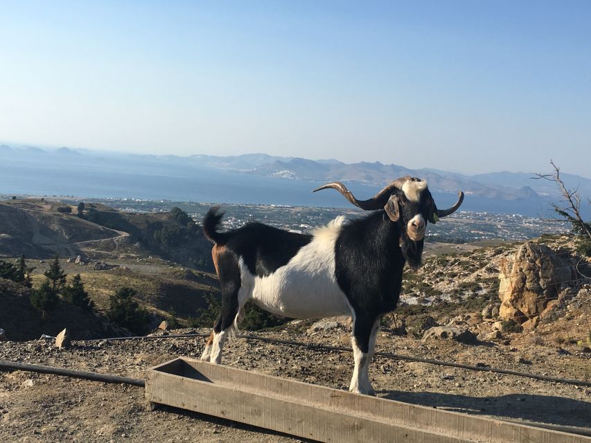 Kos: Full-Day Jeep Safari with Lunch - Profitis Ilias and the island’s hilltop chapels