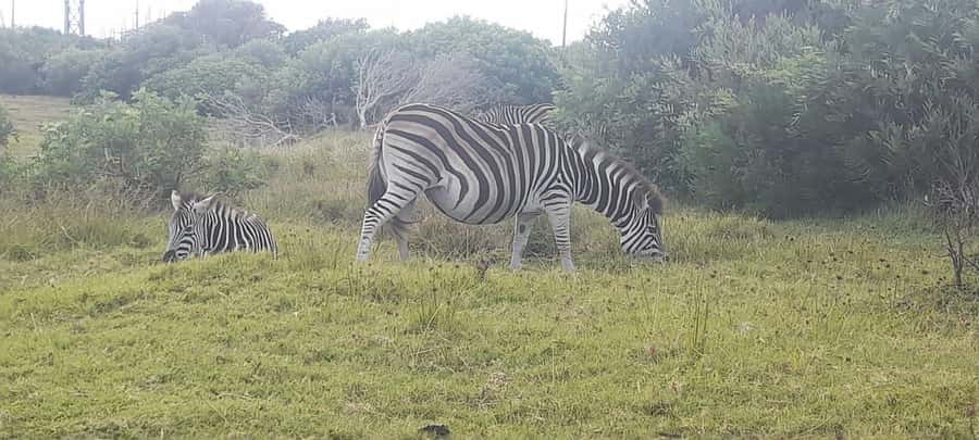 Kragga Kamma Safaris And Shore Excursions - A short ride from Port Elizabeth to the bush