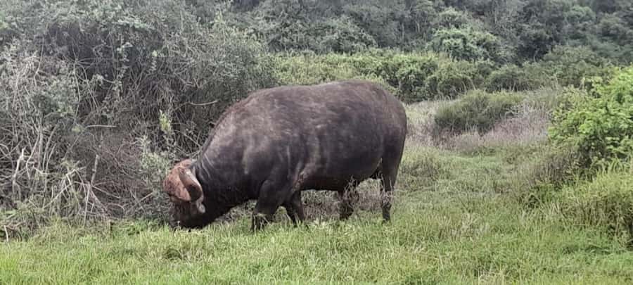 Kragga Kamma Safaris And Shore Excursions - What Kragga Kamma’s 200 hectares offer