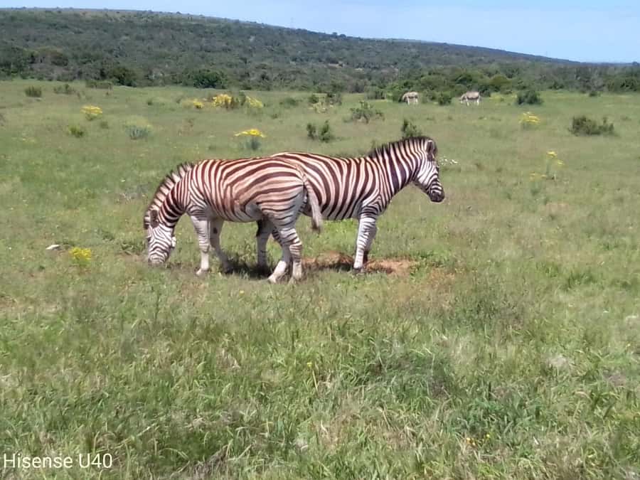 Kragga Kamma Safaris And Shore Excursions - The guide makes the four hours count